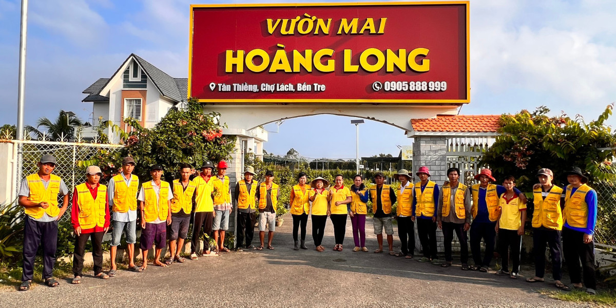 Mai vàng Đại Lộc: Nỗi lo và hy vọng trong mùa Tết