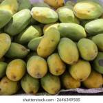 Buy Export Quality Chaunsa Mango Quality Chaunsa Mango